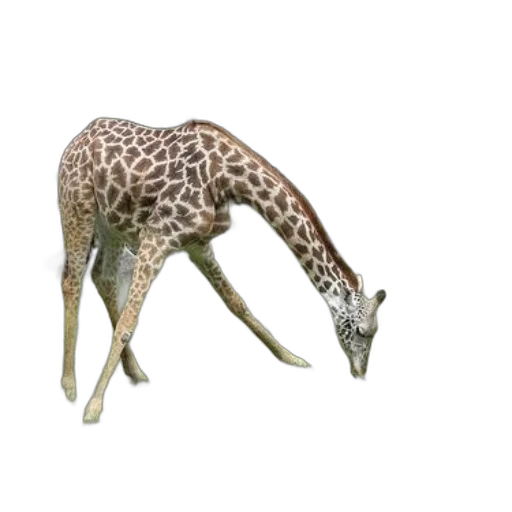 animal, creature, staff, dragon transparent PNG cut-out