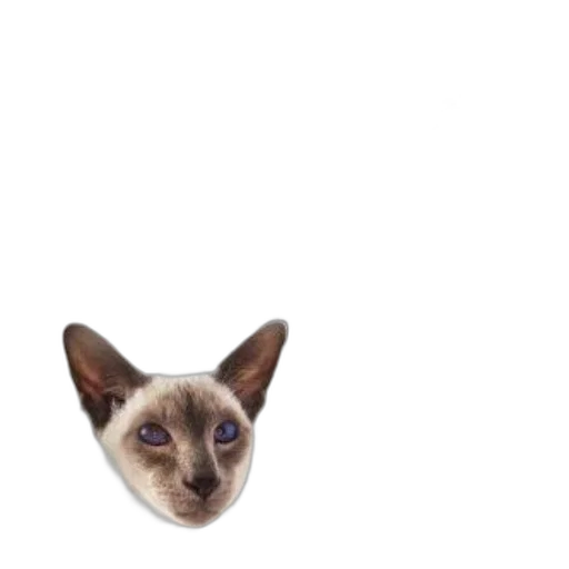 animal, creature, face, staff transparent PNG cut-out