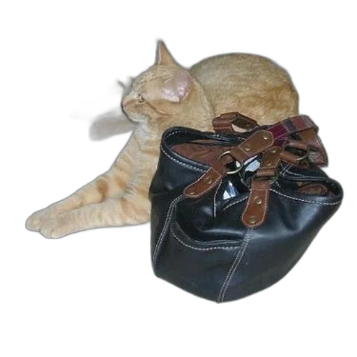 shoes, hat, jewelry, staff transparent PNG cut-out