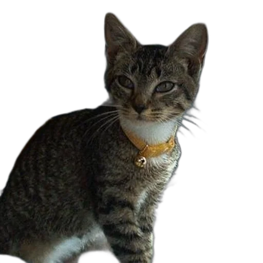 staff, jewelry, animal, creature transparent PNG cut-out