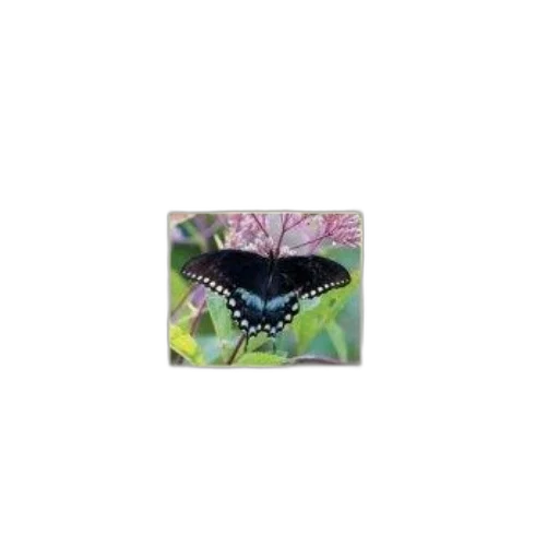 animal, jewelry, creature, dragon transparent PNG cut-out