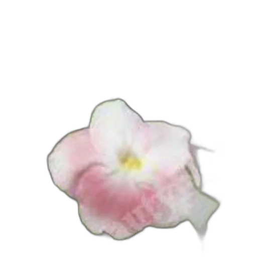 flower, crown, jewelry, face transparent PNG cut-out