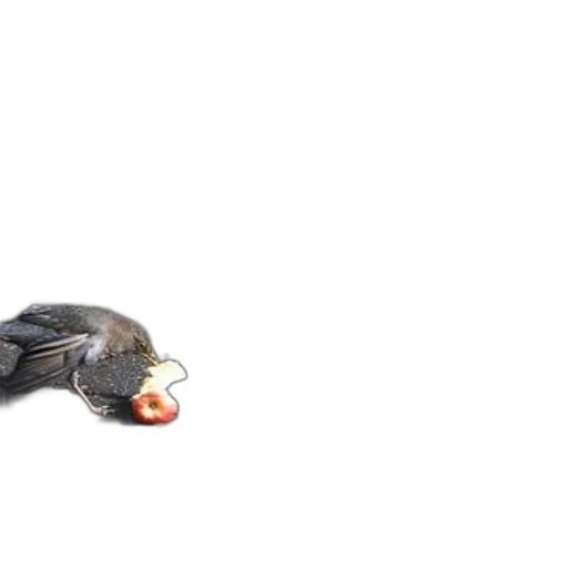 food, animal, creature, shoes transparent PNG cut-out