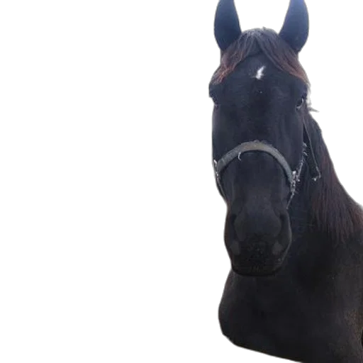 animal, creature, staff, crown transparent PNG cut-out