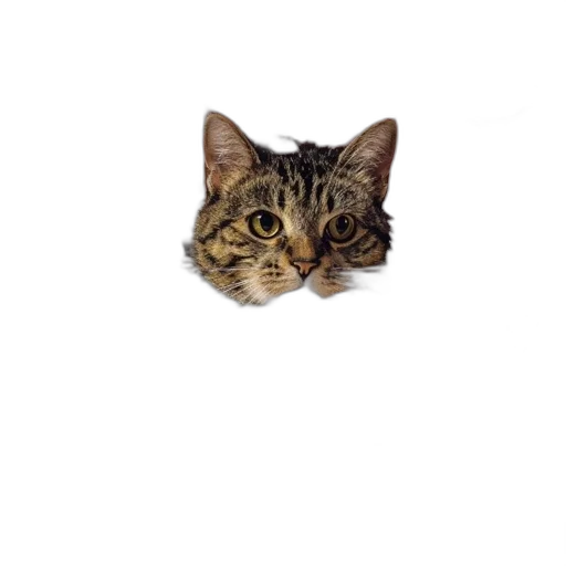 animal, staff, face, creature transparent PNG cut-out