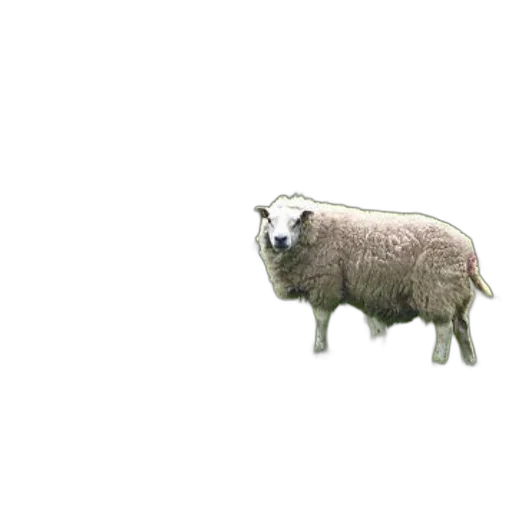 animal, creature, food, dress transparent PNG cut-out