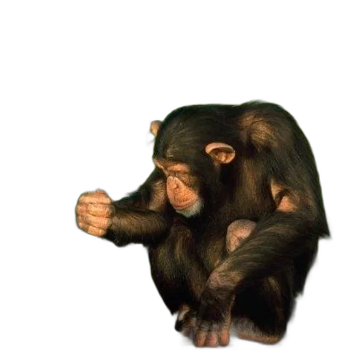 animal, creature, staff, face transparent PNG cut-out