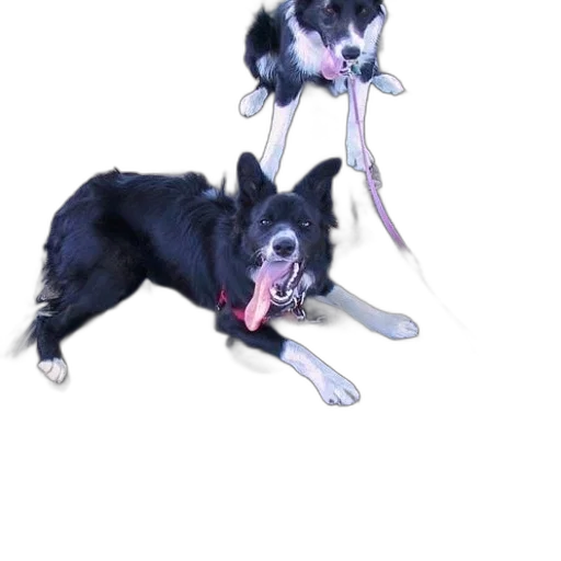 animal, staff, creature, 3d render transparent PNG cut-out