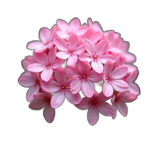 flower, jewelry, crown, staff transparent PNG cut-out