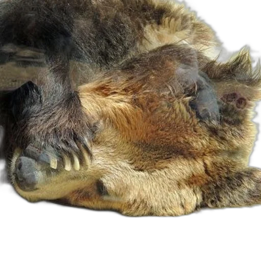 animal, mask, creature, hair transparent PNG cut-out