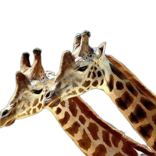 animal, jewelry, shoes, hat transparent PNG cut-out
