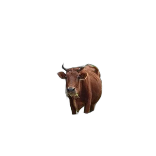 animal, creature, food, hat transparent PNG cut-out