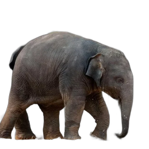 animal, creature, weapon, face transparent PNG cut-out