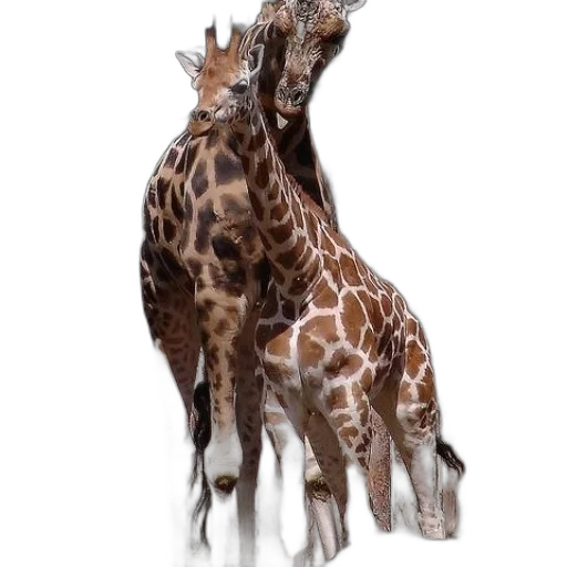 animal, creature, staff, crown transparent PNG cut-out