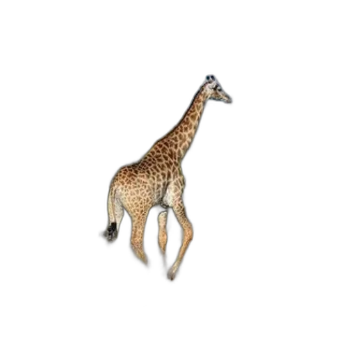 animal, creature, jewelry, staff transparent PNG cut-out