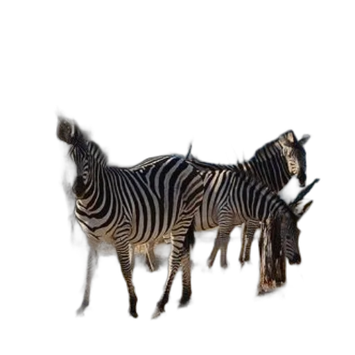 animal, creature, furniture, jewelry transparent PNG cut-out