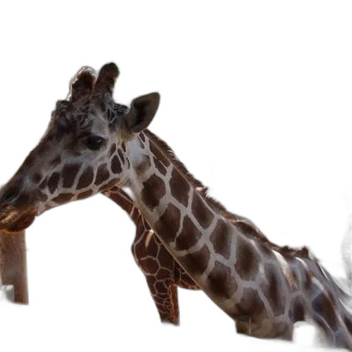 animal, creature, weapon, staff transparent PNG cut-out