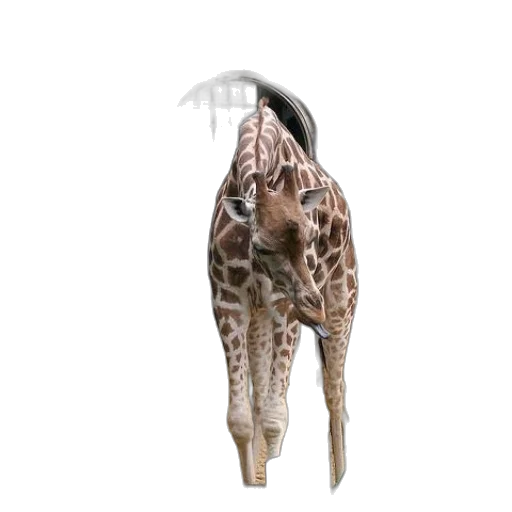 animal, creature, umbrella, staff transparent PNG cut-out