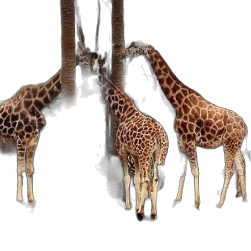 animal, staff, jewelry, creature transparent PNG cut-out