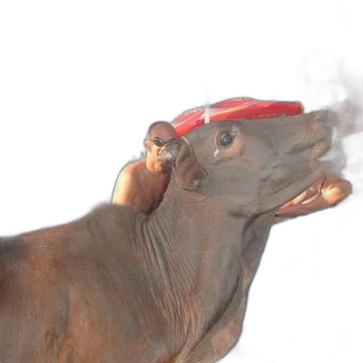 animal, hat, creature, dragon transparent PNG cut-out