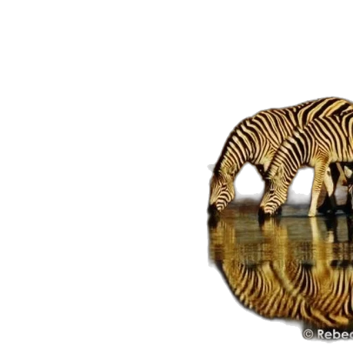 animal, furniture, creature, jewelry transparent PNG cut-out