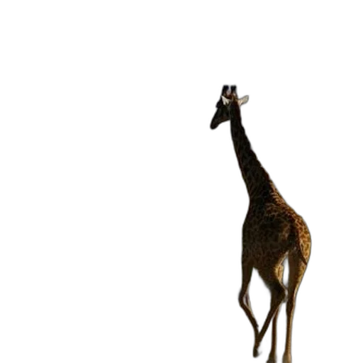 animal, creature, staff, hat transparent PNG cut-out