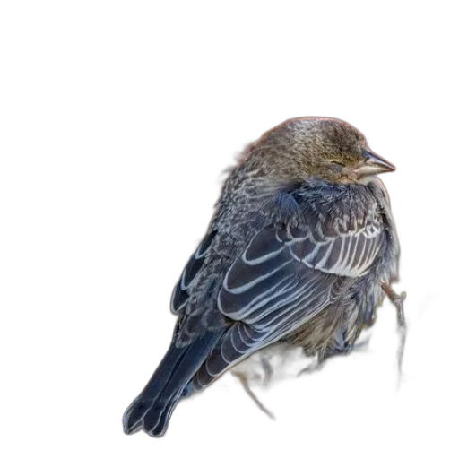 animal, staff, crown, creature transparent PNG cut-out