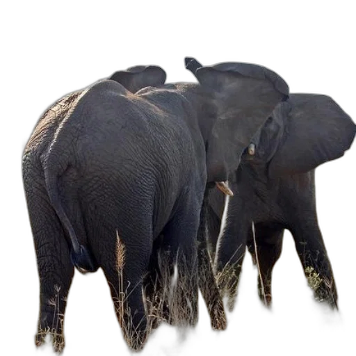 animal, staff, crown, photorealistic transparent PNG cut-out