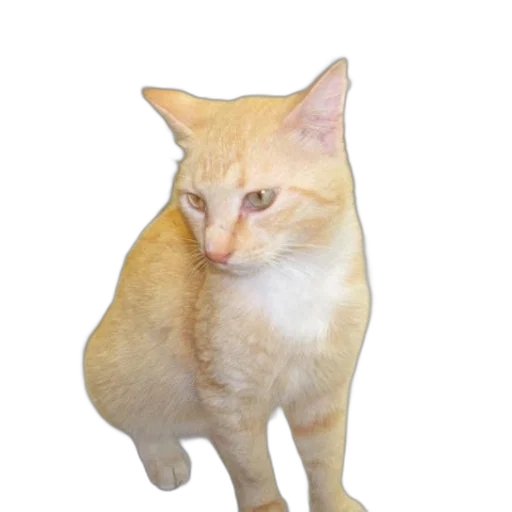 animal, staff, creature, face transparent PNG cut-out