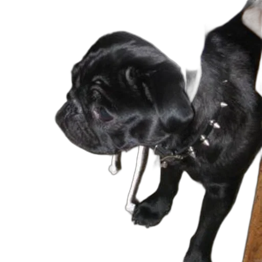 staff, animal, creature, black transparent PNG cut-out