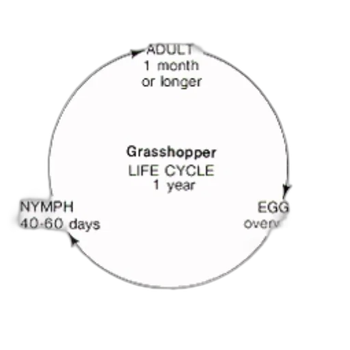 diagram, illustrating, life, cycle transparent PNG cut-out