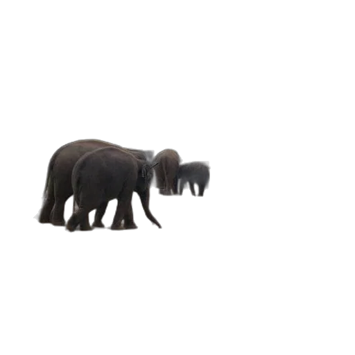 animal, creature, weapon, staff transparent PNG cut-out