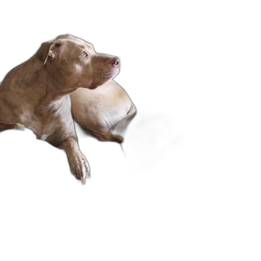 animal, creature, photorealistic, 3d render transparent PNG cut-out