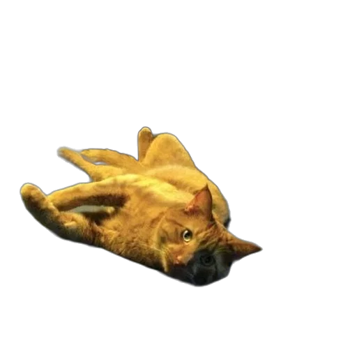animal, creature, shoes, staff transparent PNG cut-out