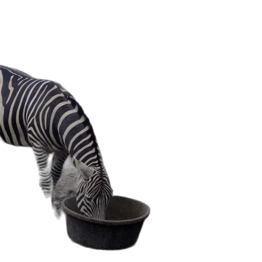 shoes, hat, animal, creature transparent PNG cut-out