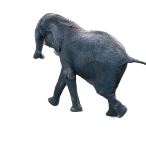 animal, creature, dragon, staff transparent PNG cut-out