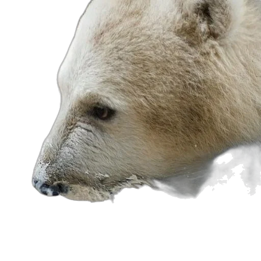 animal, creature, face, mask transparent PNG cut-out