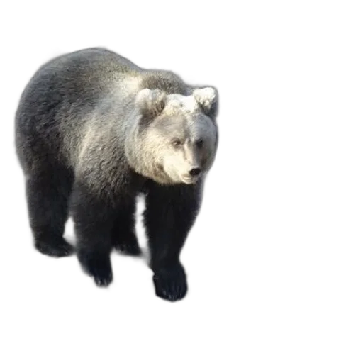animal, creature, staff, face transparent PNG cut-out