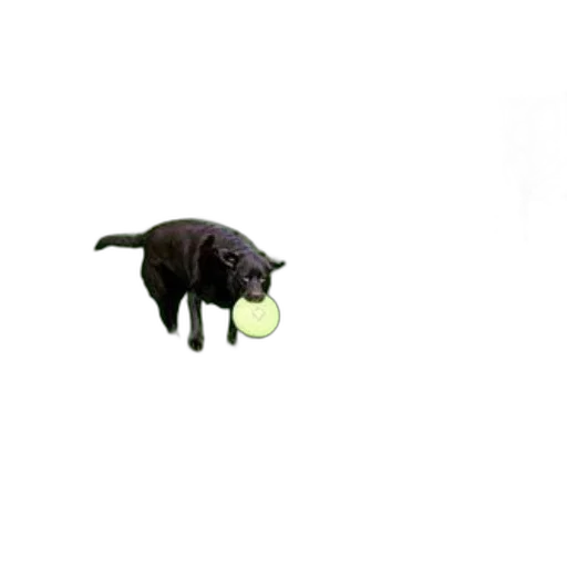 animal, creature, food, dragon transparent PNG cut-out