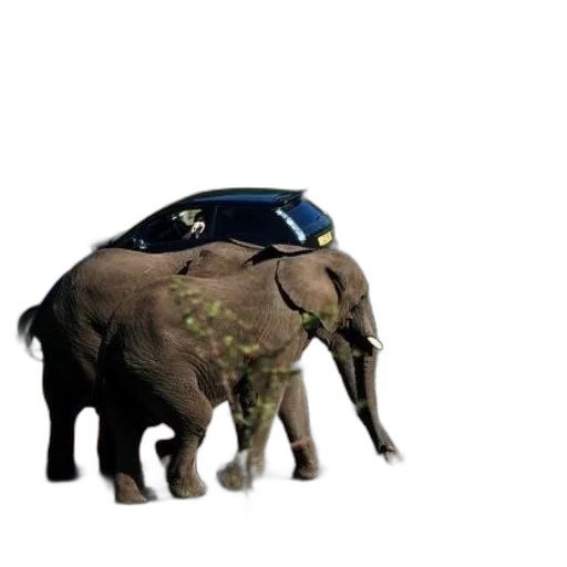 car, animal, creature, robot transparent PNG cut-out