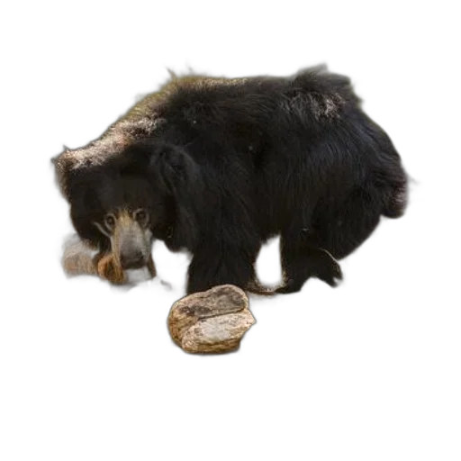 animal, hair, creature, food transparent PNG cut-out