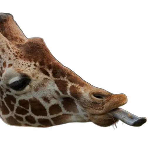 animal, shoes, creature, hat transparent PNG cut-out