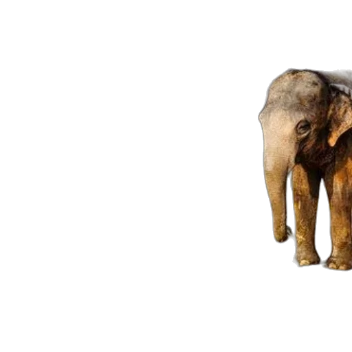 animal, creature, 3d render, photorealistic transparent PNG cut-out