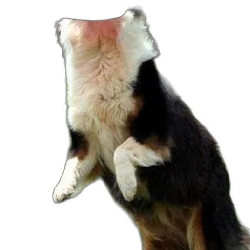 animal, staff, creature, hat transparent PNG cut-out