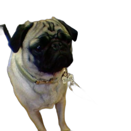 staff, animal, creature, jewelry transparent PNG cut-out