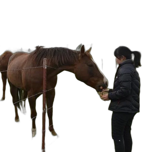 animal, staff, jacket, creature transparent PNG cut-out