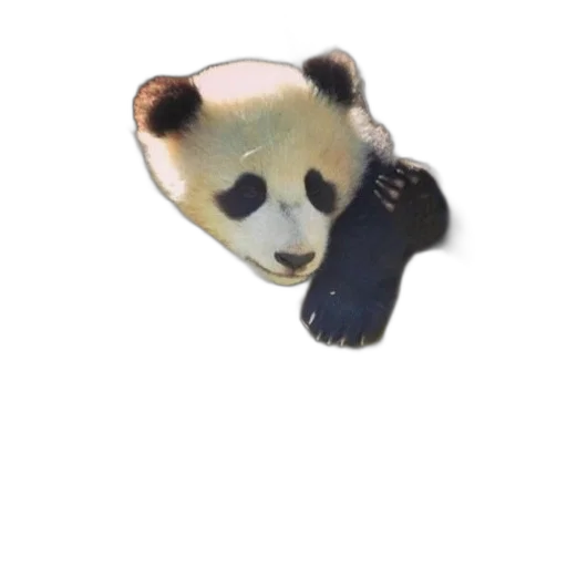 animal, staff, mask, jewelry transparent PNG cut-out