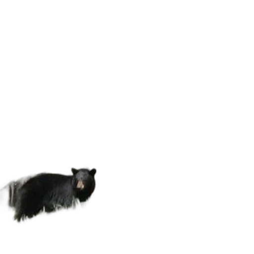 animal, creature, hair, staff transparent PNG cut-out