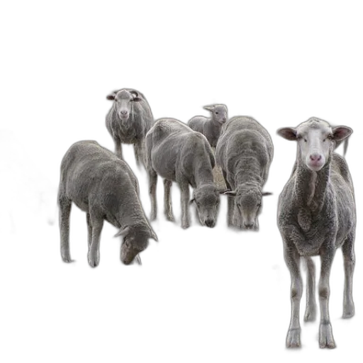 animal, staff, photorealistic, herd transparent PNG cut-out