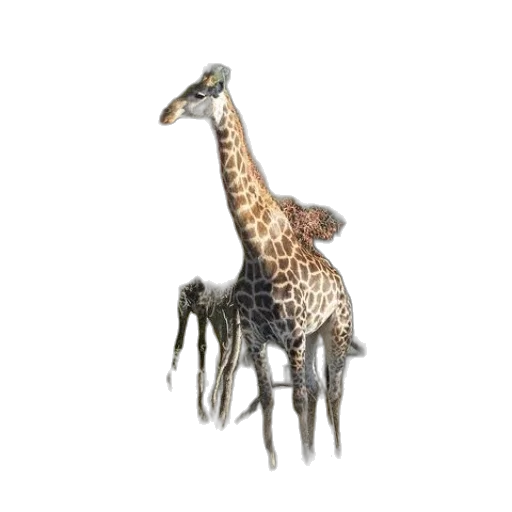 animal, creature, staff, dragon transparent PNG cut-out